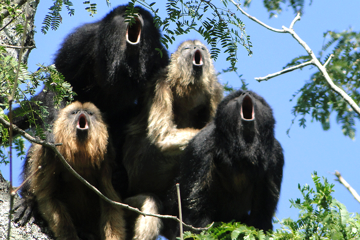 howler monkey