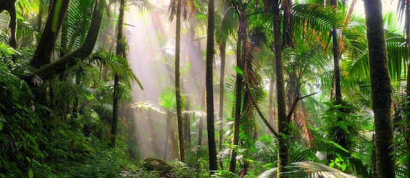 rainforest