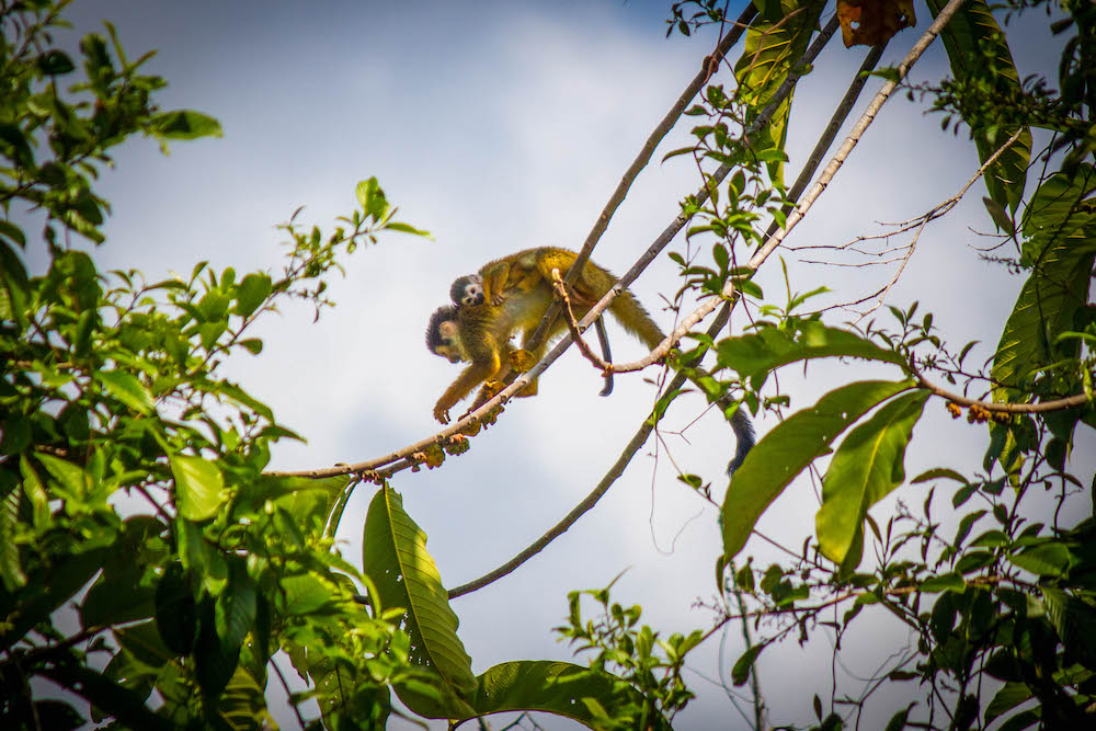 monkeys